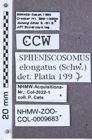 Etikett zu Priopus nigripes (Fleutiaux, 1932)